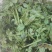 花椒芽，新鲜野生现摘，特菜
