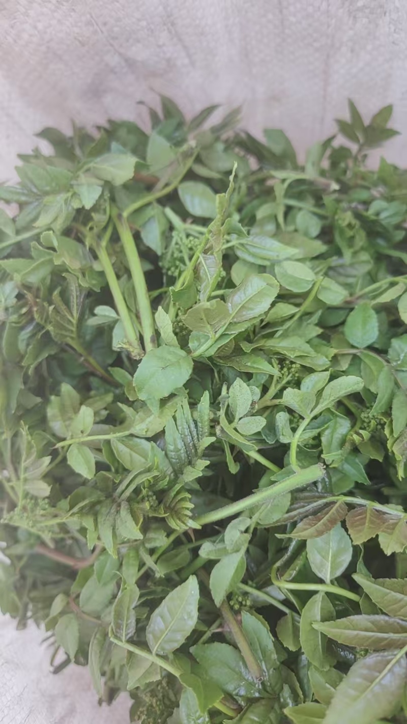 花椒芽，新鲜野生现摘，特菜