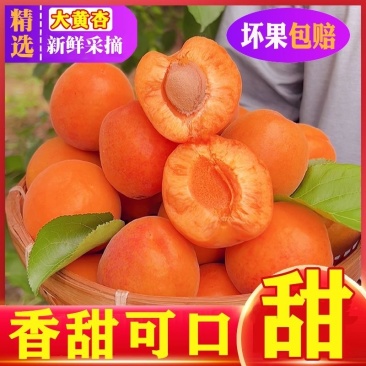 陕西大黄杏，一件代发，电商