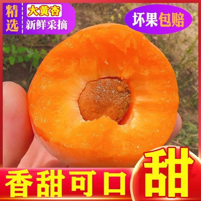 陕西大黄杏，一件代发，电商