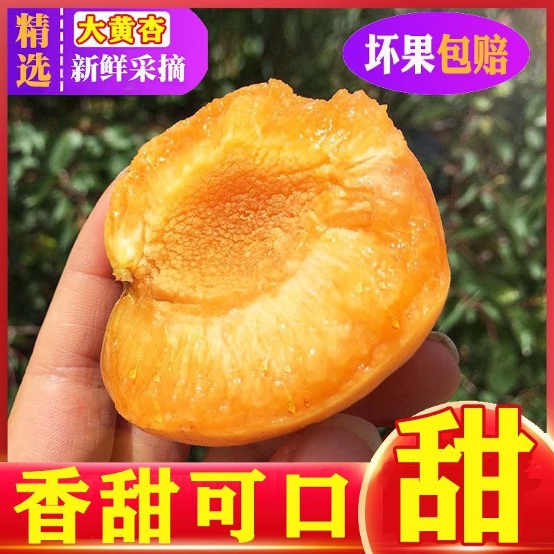 陕西大黄杏，一件代发，电商