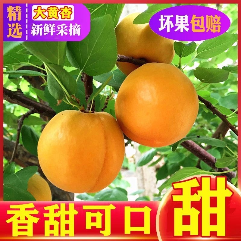 陕西大黄杏，一件代发，电商