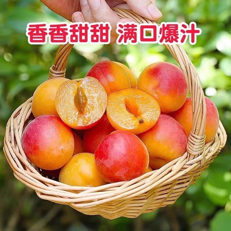 陕西贵妃红杏，胭脂红杏，一件代发，电商