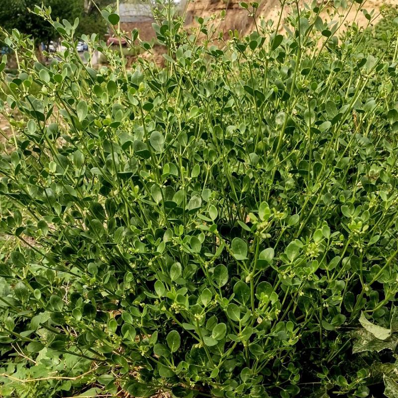驼蹄瓣种子四季常青防风固沙漠植被生态恢复绿化种籽牧草籽