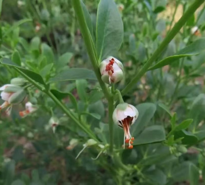 驼蹄瓣种子四季常青防风固沙漠植被生态恢复绿化种籽牧草籽