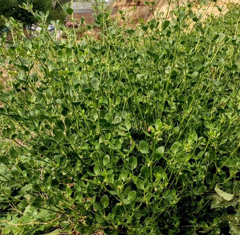 驼蹄瓣种子四季常青防风固沙漠植被生态恢复绿化种籽牧草籽