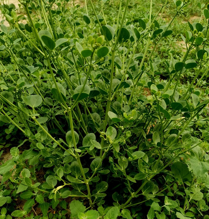 驼蹄瓣种子四季常青防风固沙漠植被生态恢复绿化种籽牧草籽