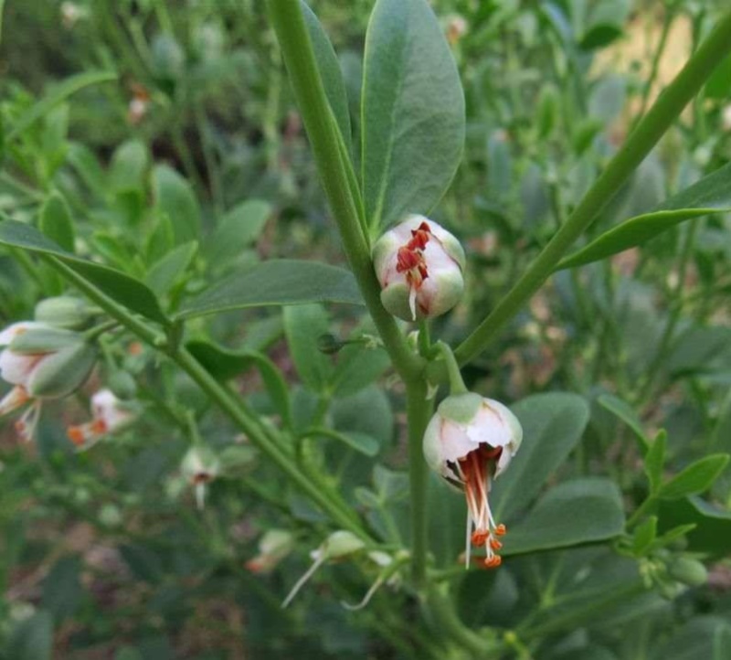 驼蹄瓣种子四季常青防风固沙漠植被生态恢复绿化种籽牧草籽