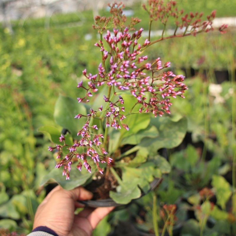 耳叶补血草种子耐盐碱抗旱抗风沙耐贫瘠草籽植物