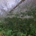 野生大叶补血草种子盐碱地苗木耐盐苗木防风固沙草籽植物