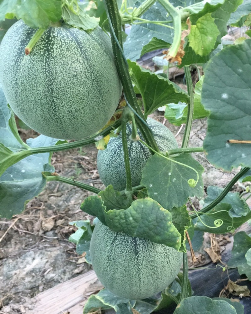青福F1薄皮甜瓜香瓜种子口感清脆甜度好果肉香瓜种子