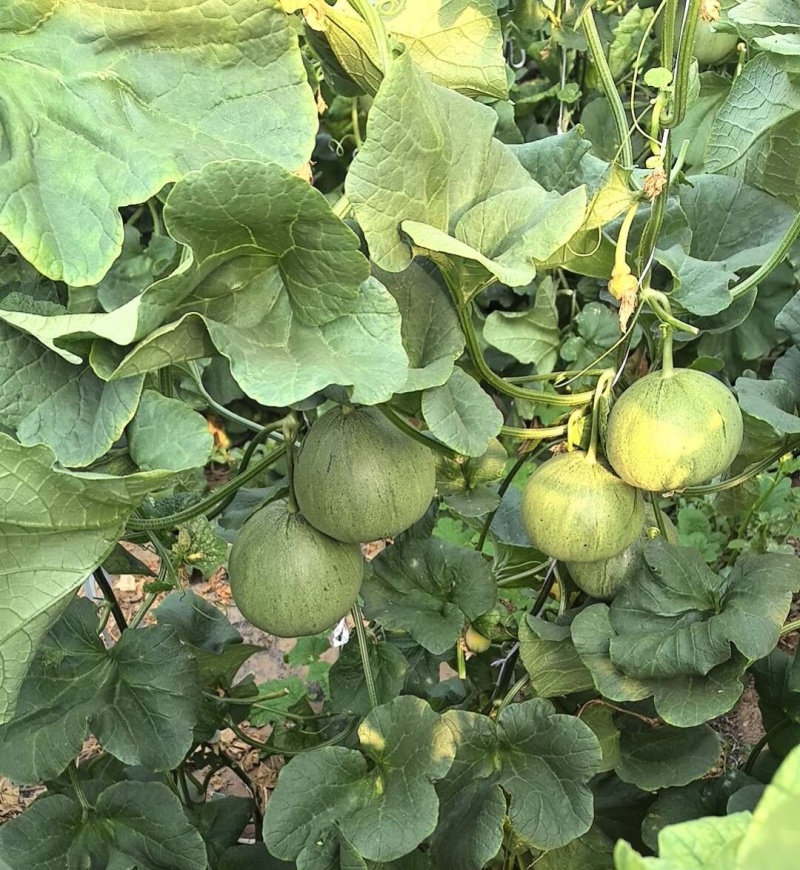 青福F1薄皮甜瓜香瓜种子口感清脆甜度好果肉香瓜种子