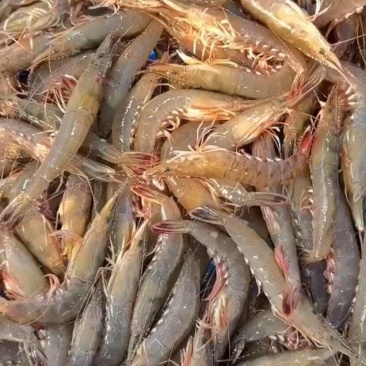 湛江沿海海鲜，剑虾，休渔期上货，价格随行就市
