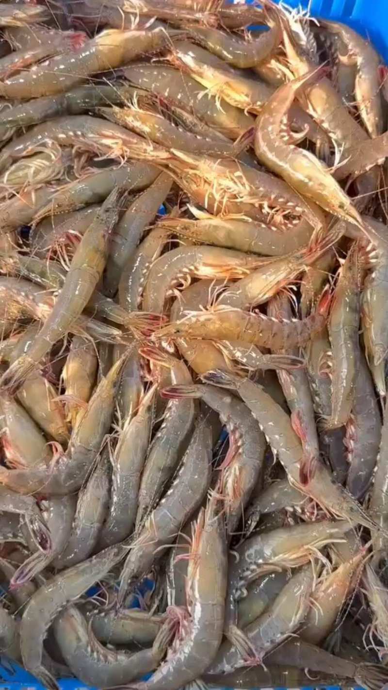 湛江沿海海鲜，剑虾，休渔期上货，价格随行就市