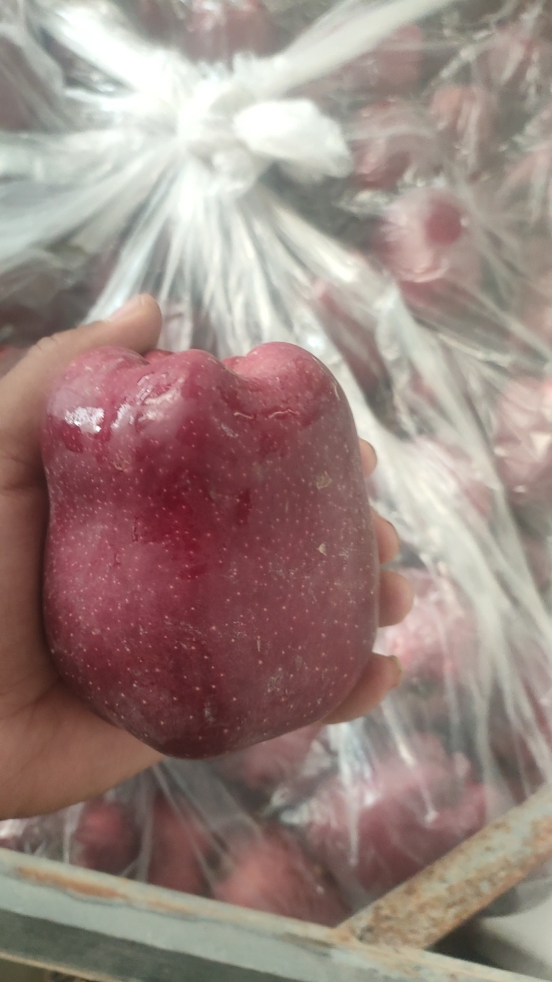 香甜可口多汁的花牛苹果大量供应