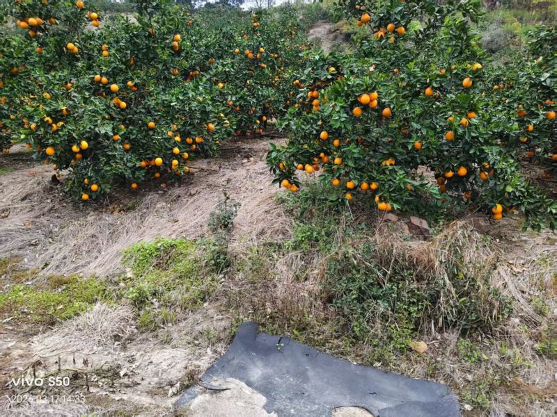 大量供应夏橙广西产地直发，一手货源，量大，从优，欢迎咨询