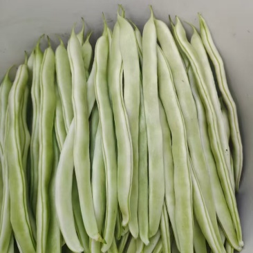 白芸豆