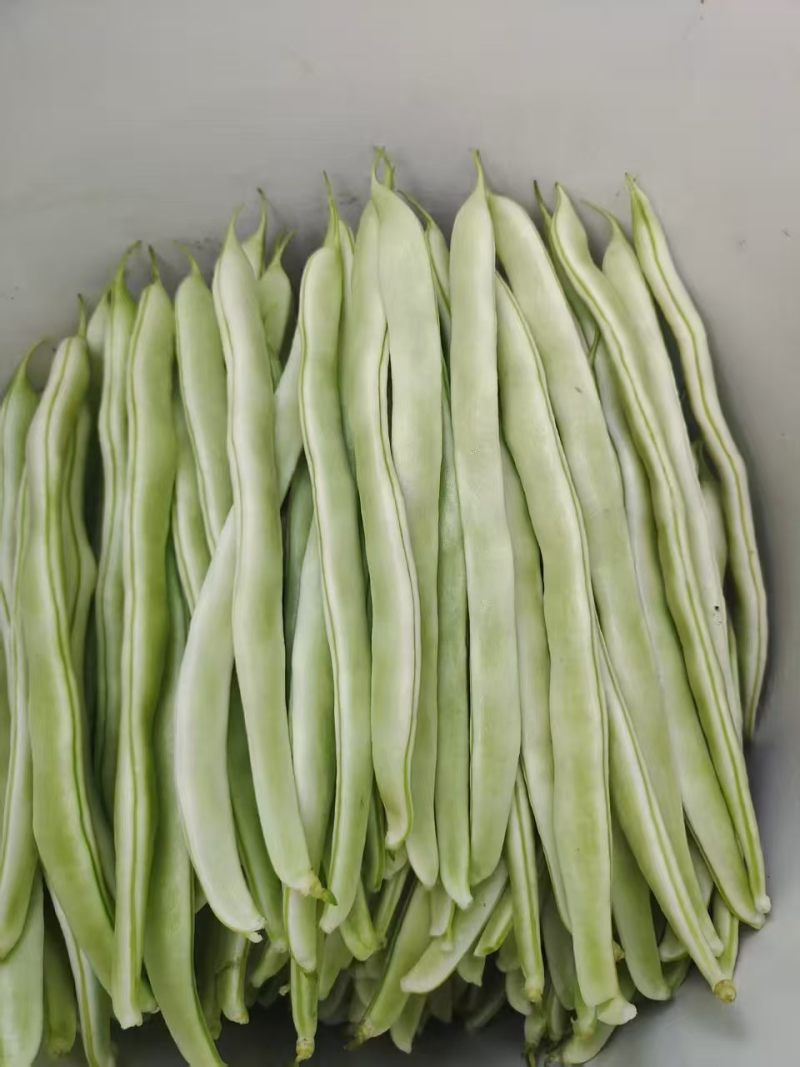 白芸豆