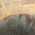 基地水蜡苗高50枝条粗状根系发达200万棵批发