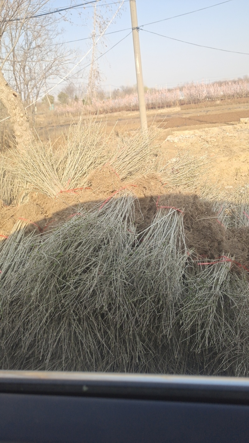 基地水蜡苗高50枝条粗状根系发达200万棵批发