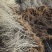 基地水蜡苗高50枝条粗状根系发达200万棵批发