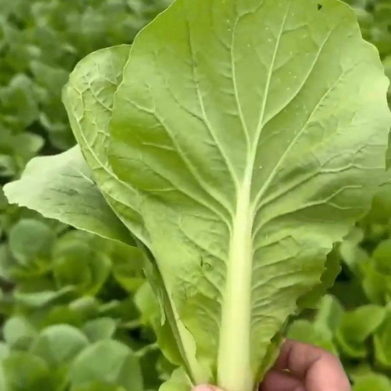 精品快菜