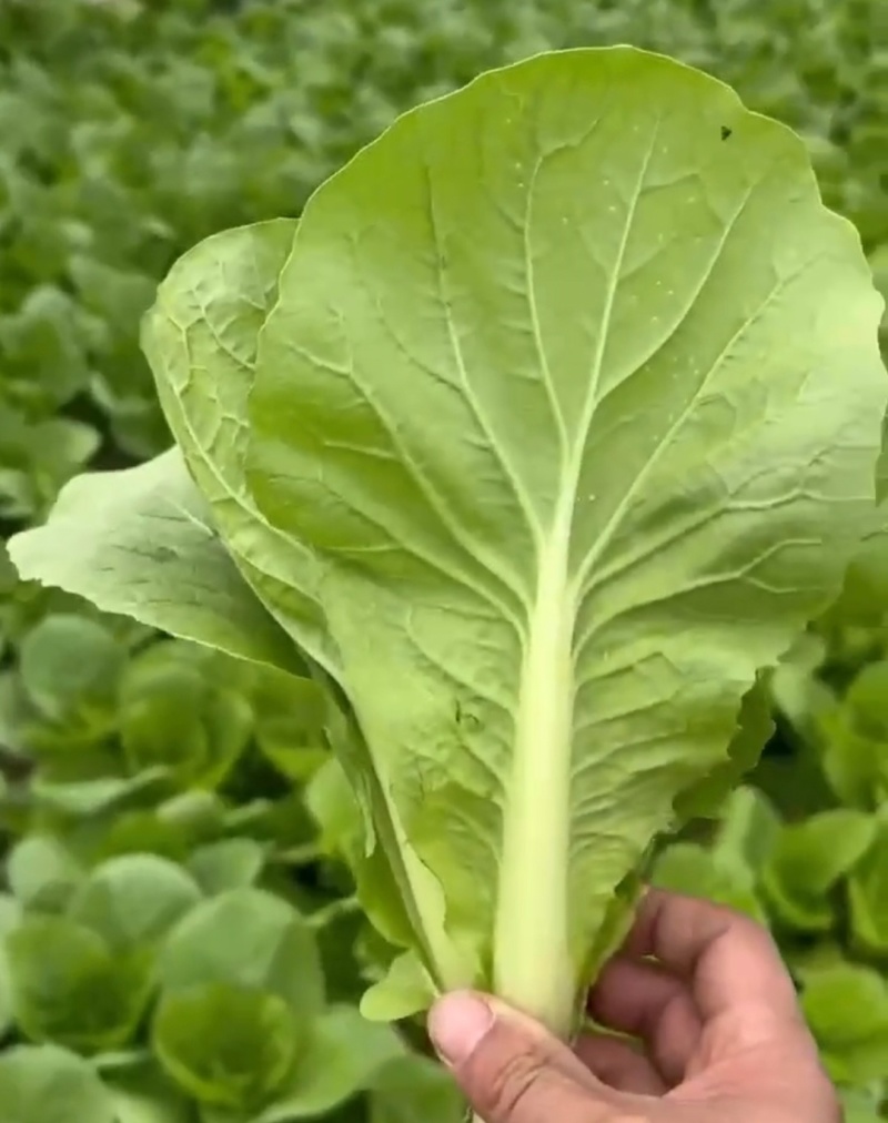 精品快菜