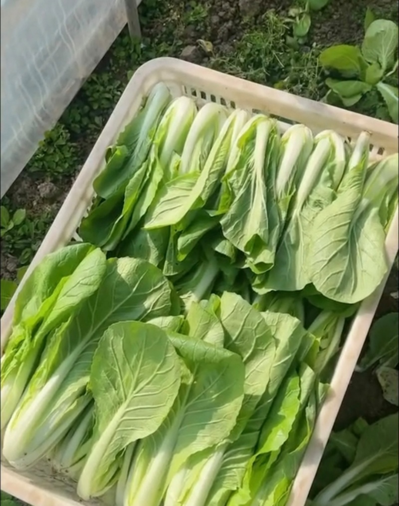精品快菜