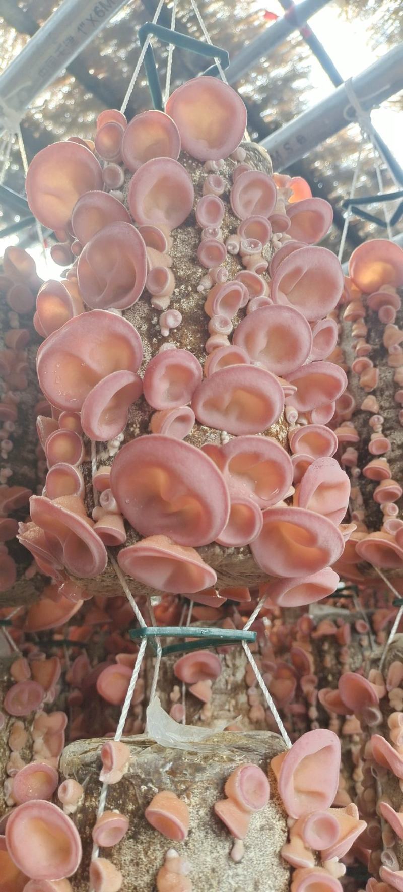 贵妃粉木耳鲜品