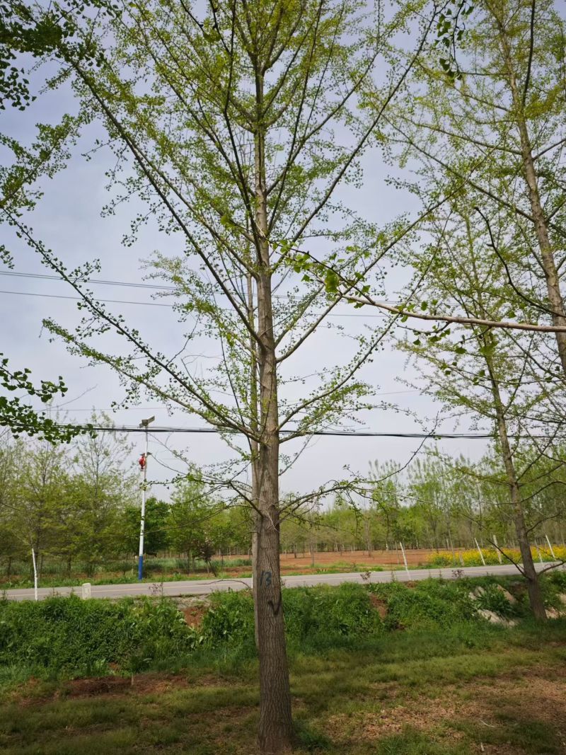 江苏银杏品质保证基地直供欢迎联系量大优惠合规格都有
