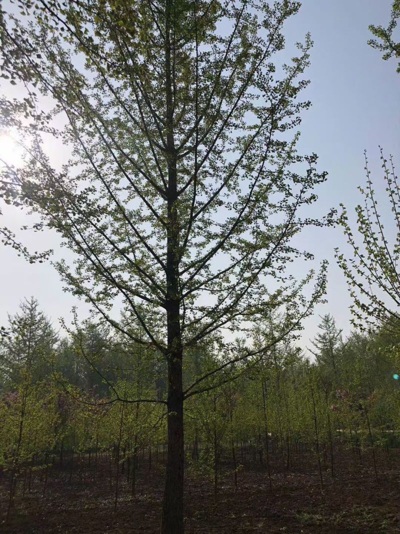江苏银杏品质保证基地直供欢迎联系量大优惠合规格都有