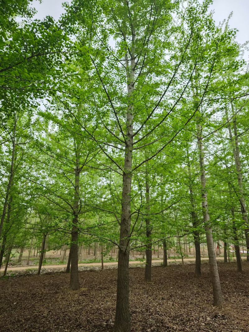 江苏银杏品质保证基地直供欢迎联系量大优惠合规格都有