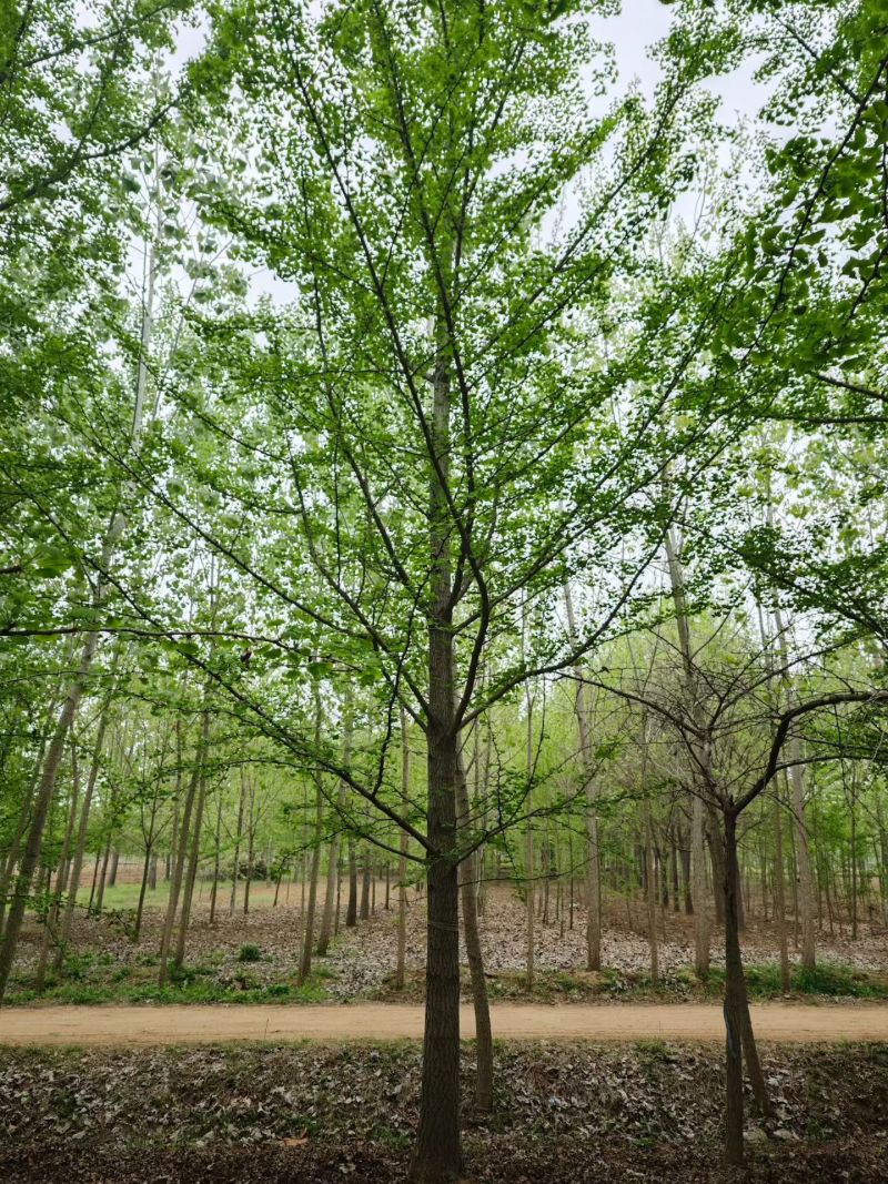 江苏银杏品质保证基地直供欢迎联系量大优惠合规格都有