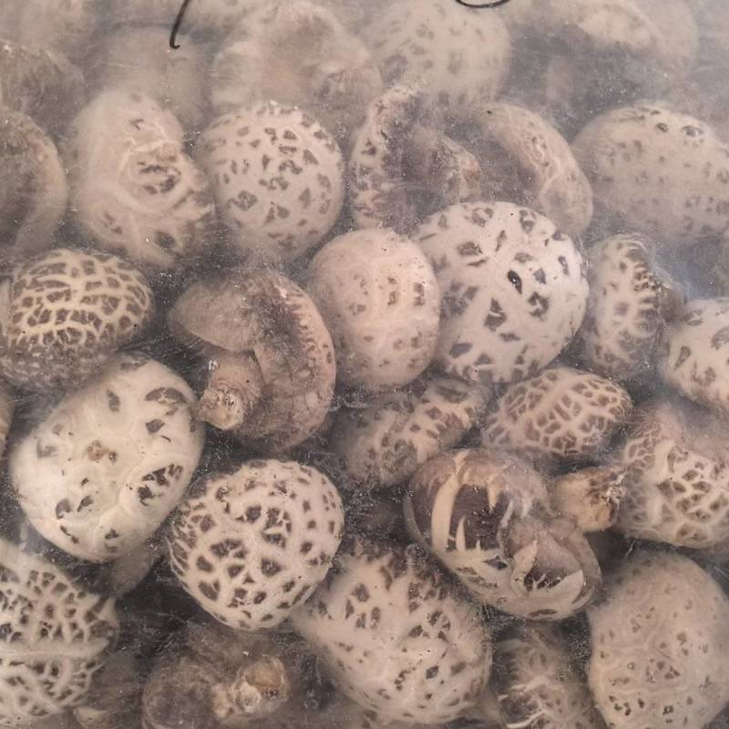 产地一手货源主要香菇花菇批发