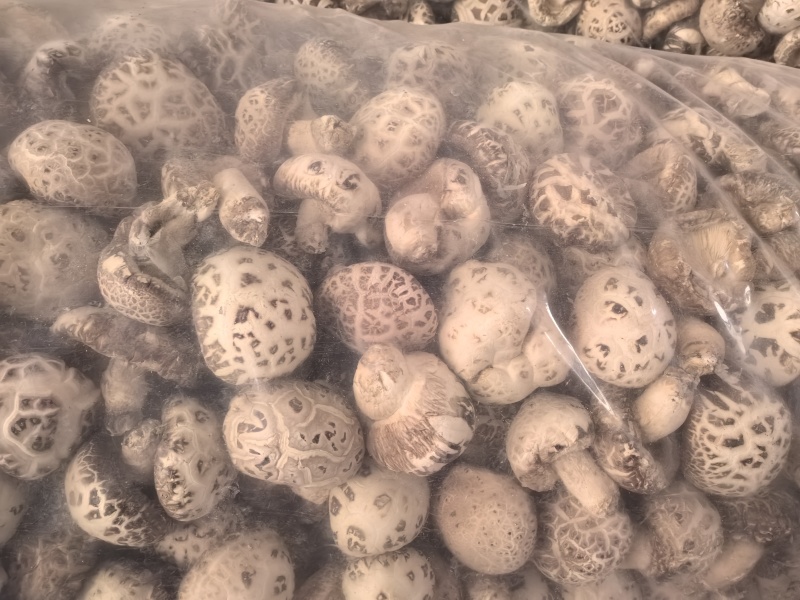 产地一手货源主要香菇花菇批发