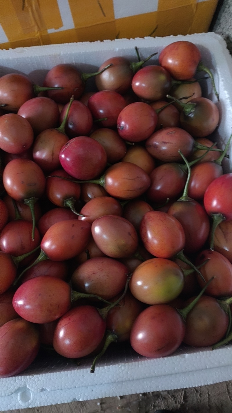 树番茄
