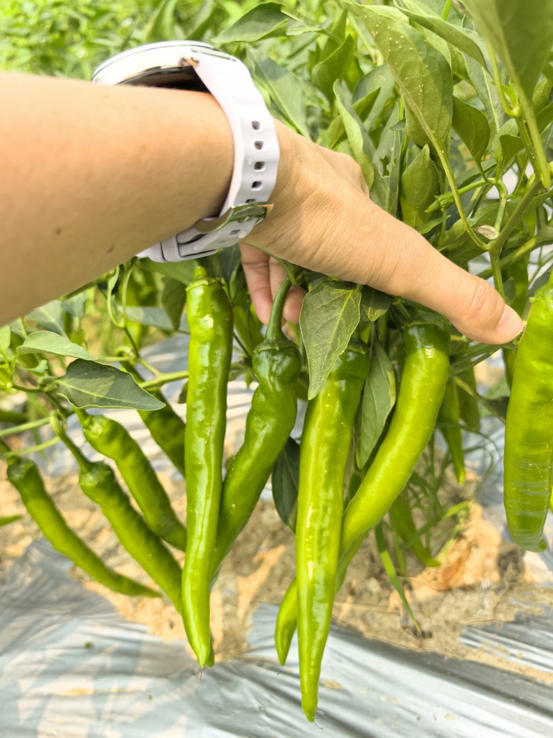 广西博白杭椒本地直供，现摘现发餐饮食堂生鲜均可，量大价优