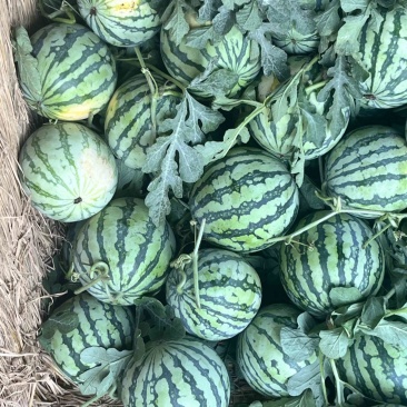 【精选】江苏301西瓜果肉甘甜多汁产地种植现摘发货