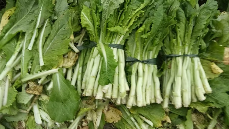 棒棒菜笋菜浙江本地腌制厂专用自家
