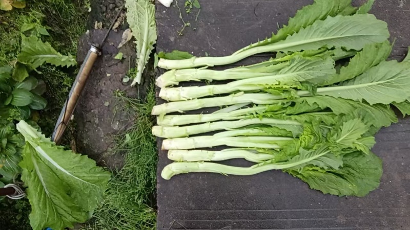 棒棒菜笋菜浙江本地腌制厂专用自家