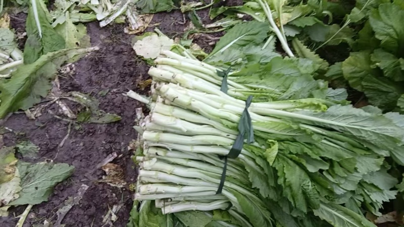 棒棒菜笋菜浙江本地腌制厂专用自家