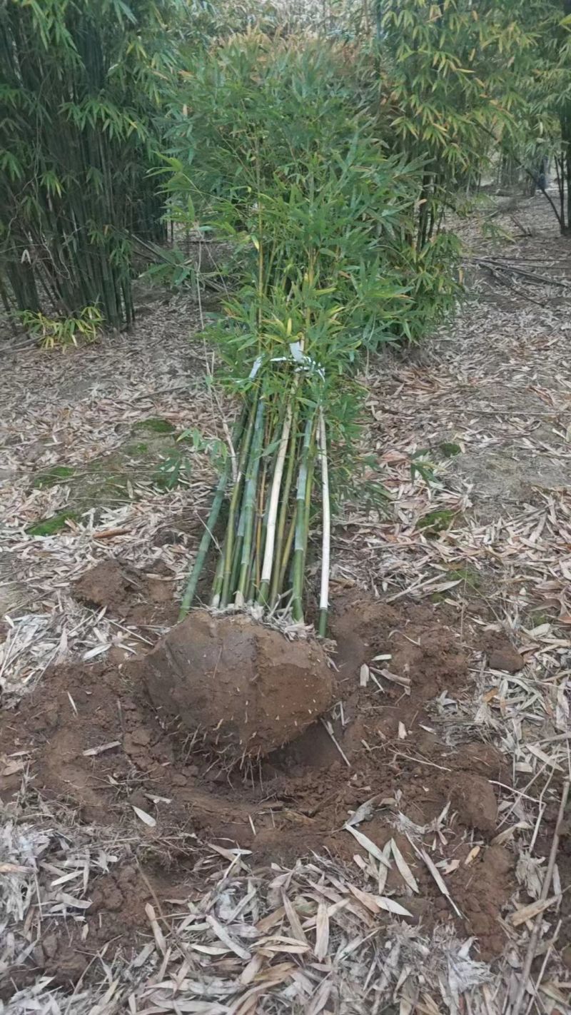 丛竹慈孝竹孝顺竹凤尾竹月竹刚竹