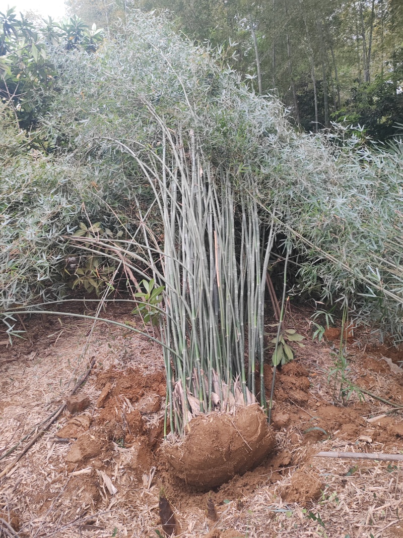 丛竹慈孝竹孝顺竹凤尾竹月竹刚竹