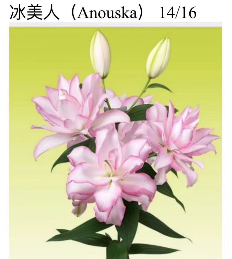 进口优雅的重瓣百合新宠，锦丽华隆重与大家见面！美丽俏佳人