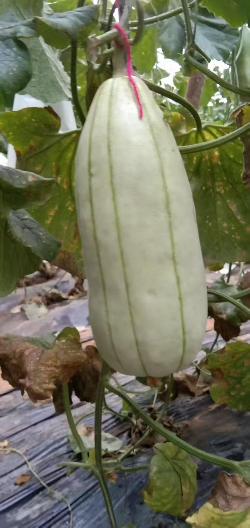 高石脆瓜口感脆甜含糖量高送礼必备