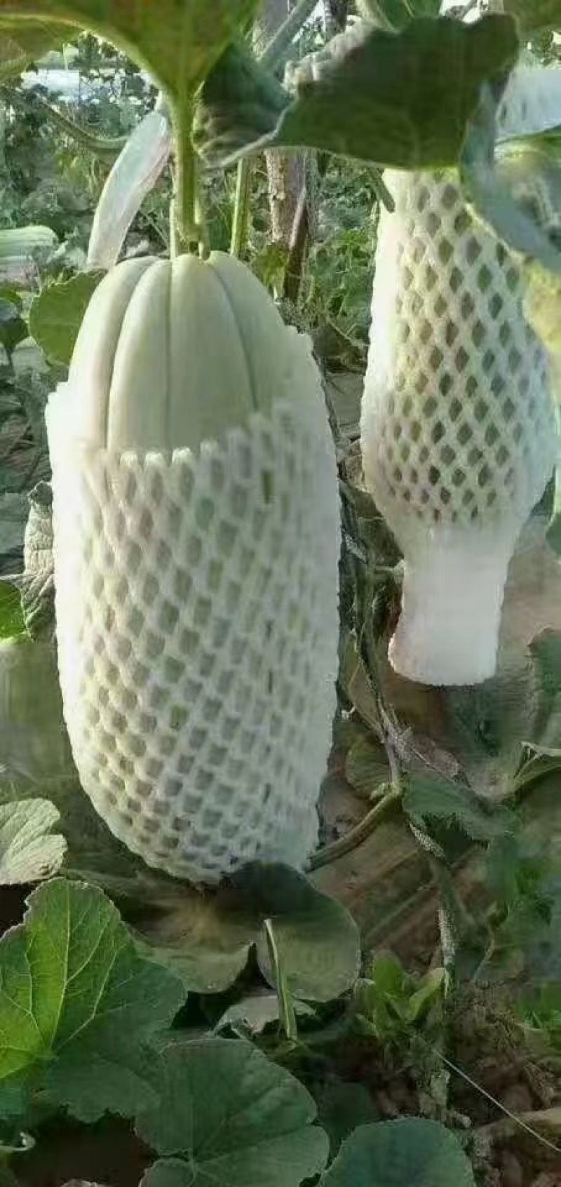 高石脆瓜口感脆甜含糖量高送礼必备