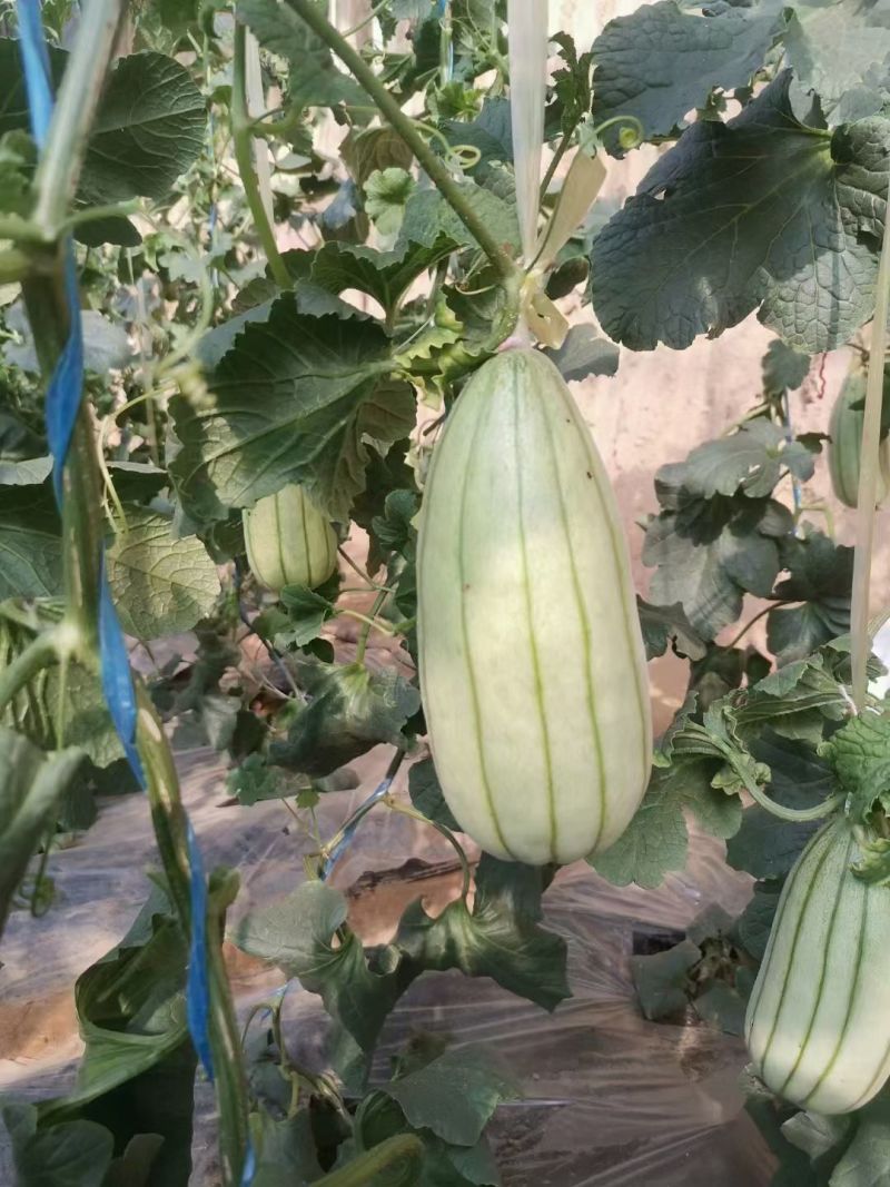 高石脆瓜口感脆甜含糖量高送礼必备
