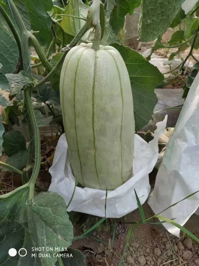 高石脆瓜口感脆甜含糖量高送礼必备