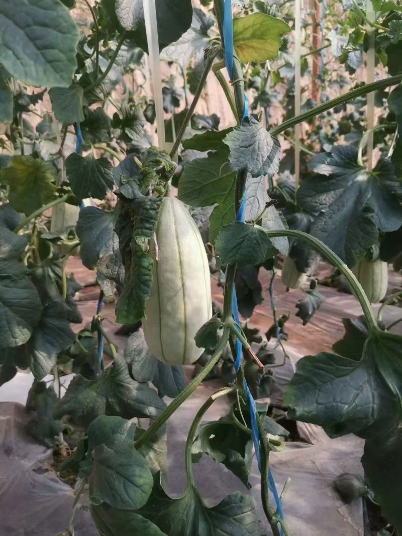 高石脆瓜口感脆甜含糖量高送礼必备
