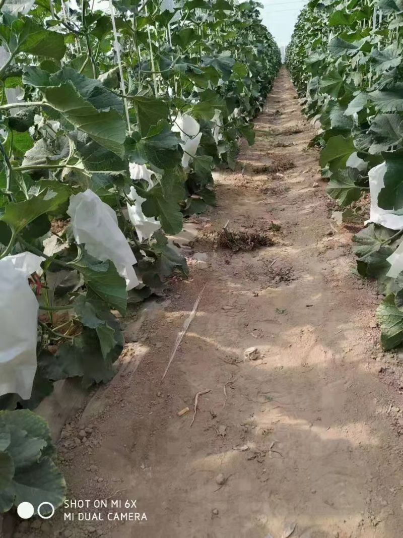 高石脆瓜口感脆甜含糖量高送礼必备